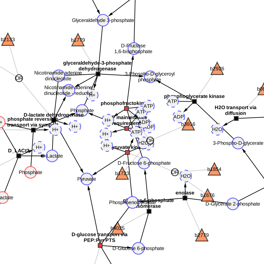 The base network of the fbc model mini_textbook after splitting the cytosolic ATP, ADP, H+ and H2O: one clone with a dashed border per edge